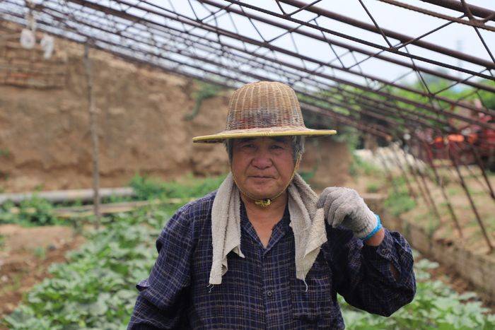 秋葵的种植方法