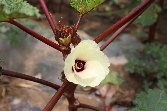 秋葵的种植方法