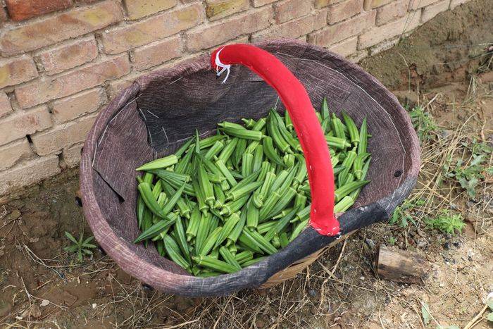 秋葵的种植方法