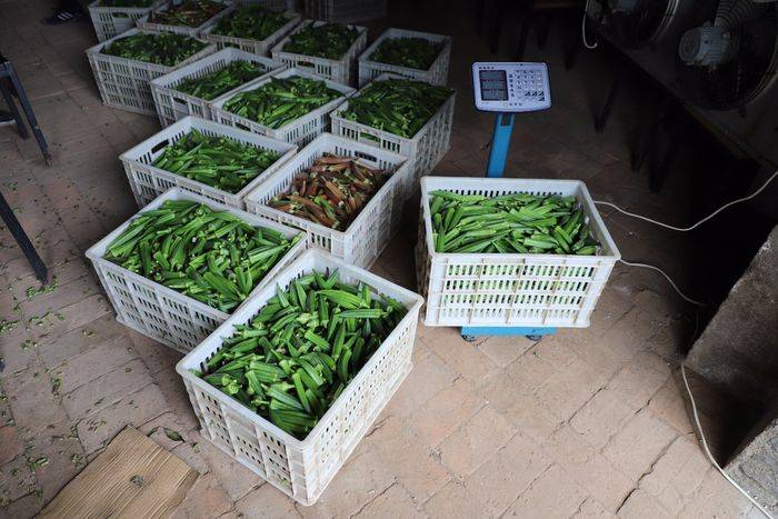 秋葵的种植方法