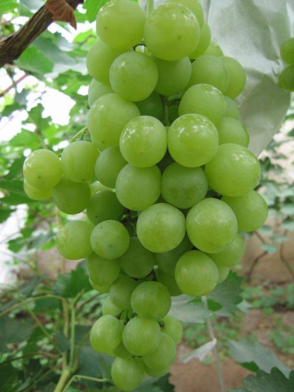 玫瑰香葡萄的种植方法