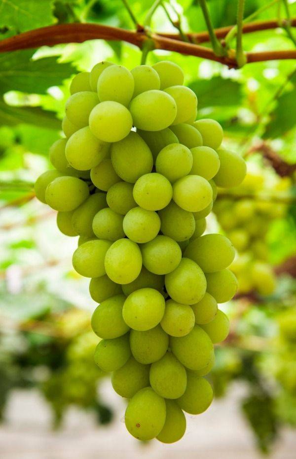 玫瑰香葡萄的种植方法