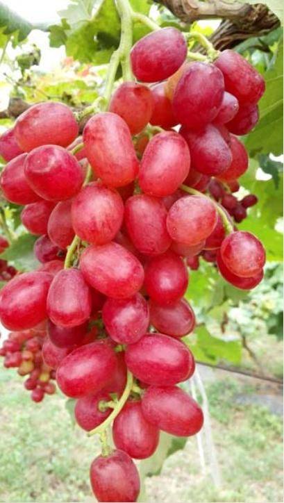 玫瑰香葡萄的种植方法