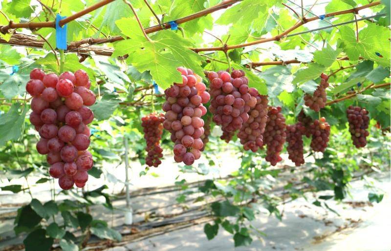 玫瑰香葡萄的种植方法