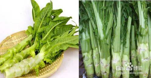 莴笋的种植技术