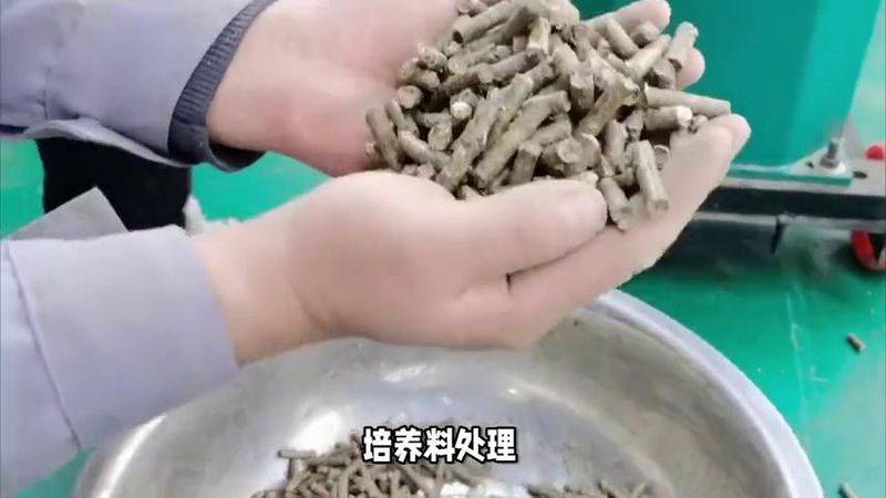 蘑菇菌种种植技术