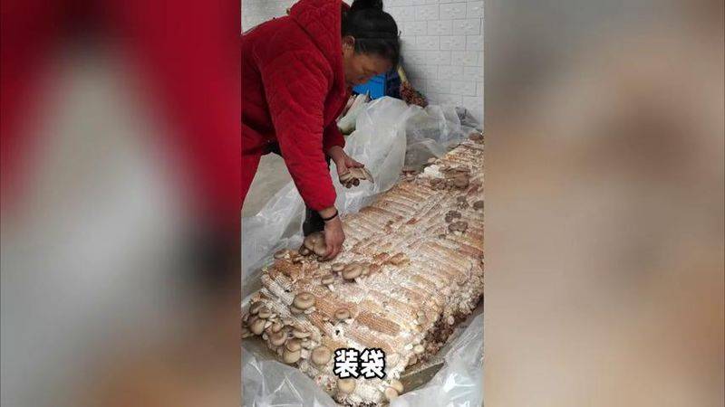 蘑菇菌种种植技术