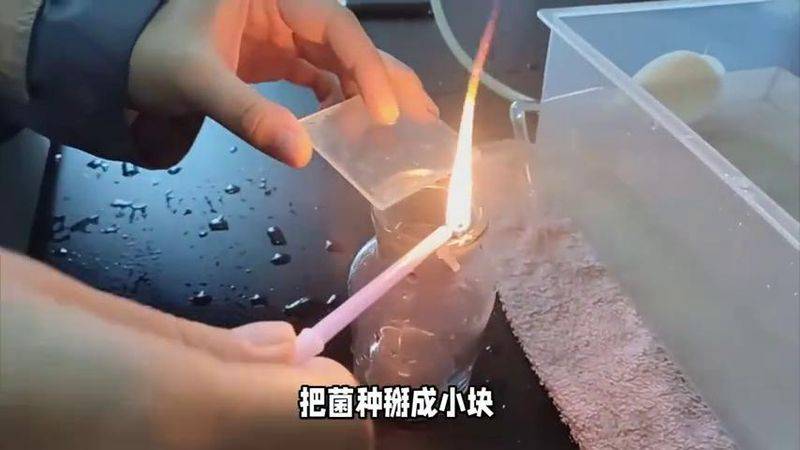 蘑菇菌种种植技术