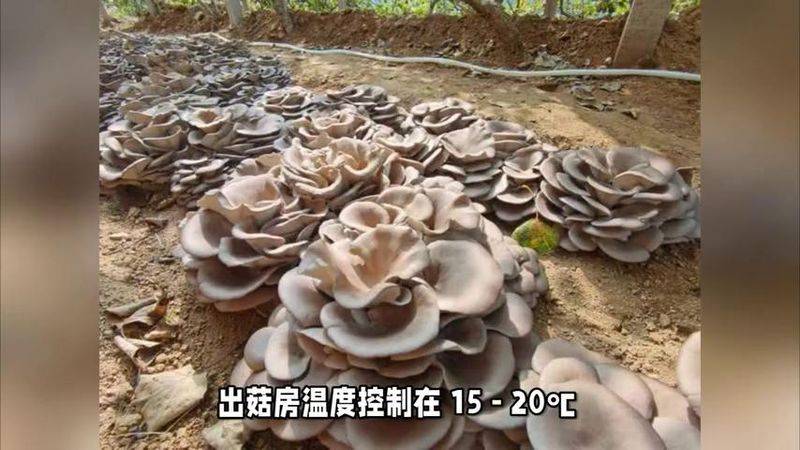 蘑菇菌种种植技术