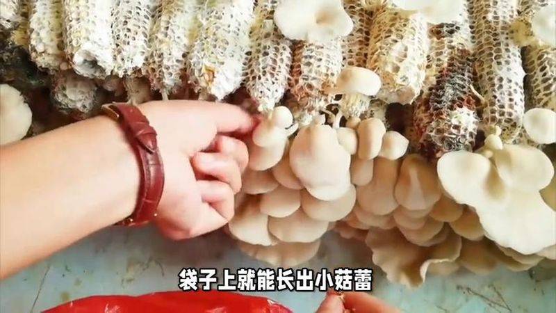 蘑菇菌种种植技术