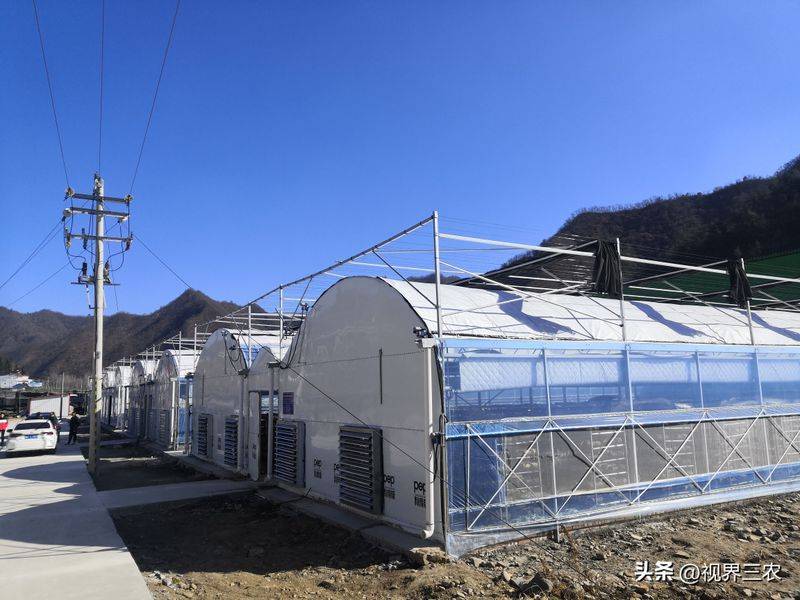 袋料香菇最新种植技术