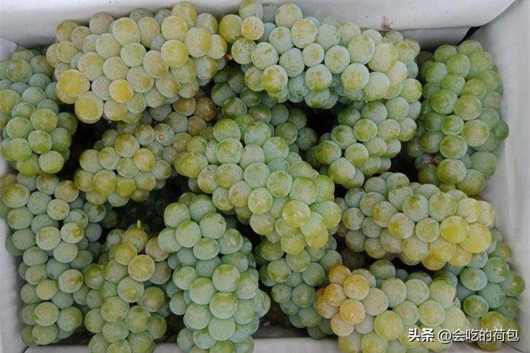 玫瑰香葡萄的种植方法