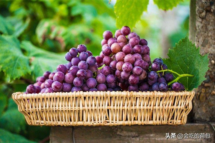 玫瑰香葡萄的种植方法