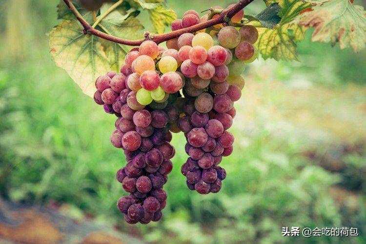 玫瑰香葡萄的种植方法