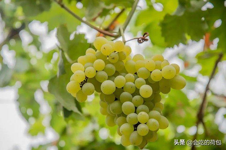 玫瑰香葡萄的种植方法