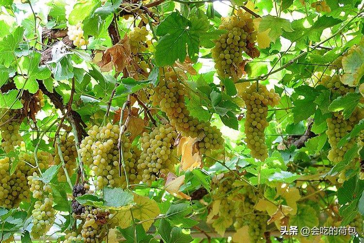玫瑰香葡萄的种植方法