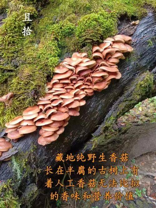 袋料香菇最新种植技术