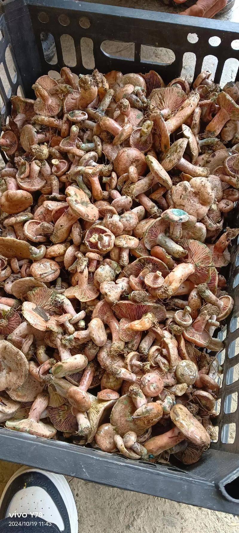 袋料香菇最新种植技术