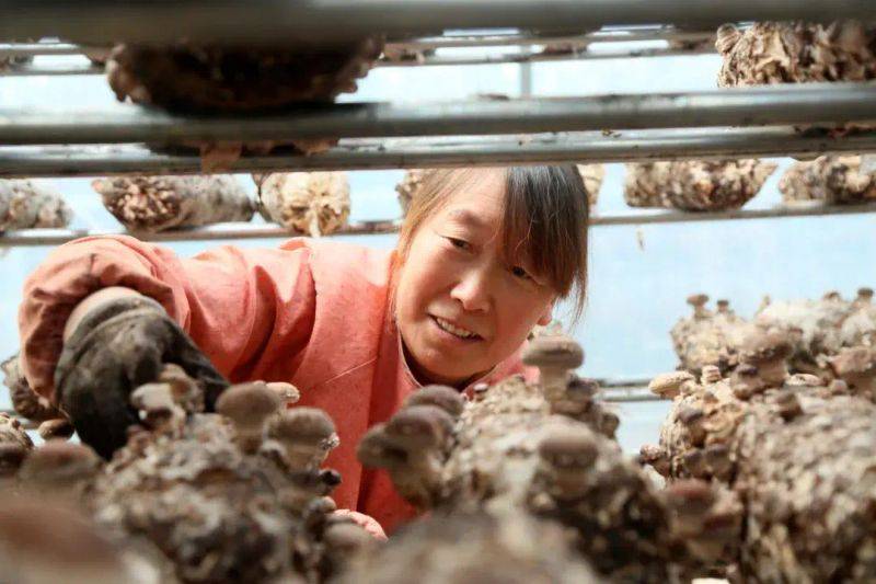 袋料香菇最新种植技术