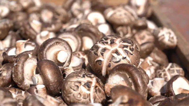 袋料香菇最新种植技术