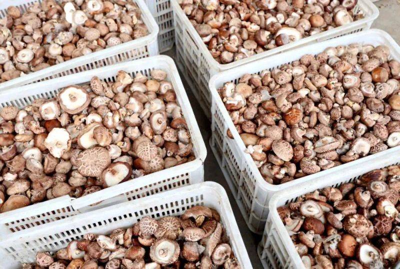 袋料香菇最新种植技术