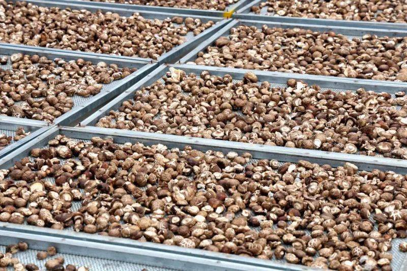 袋料香菇最新种植技术