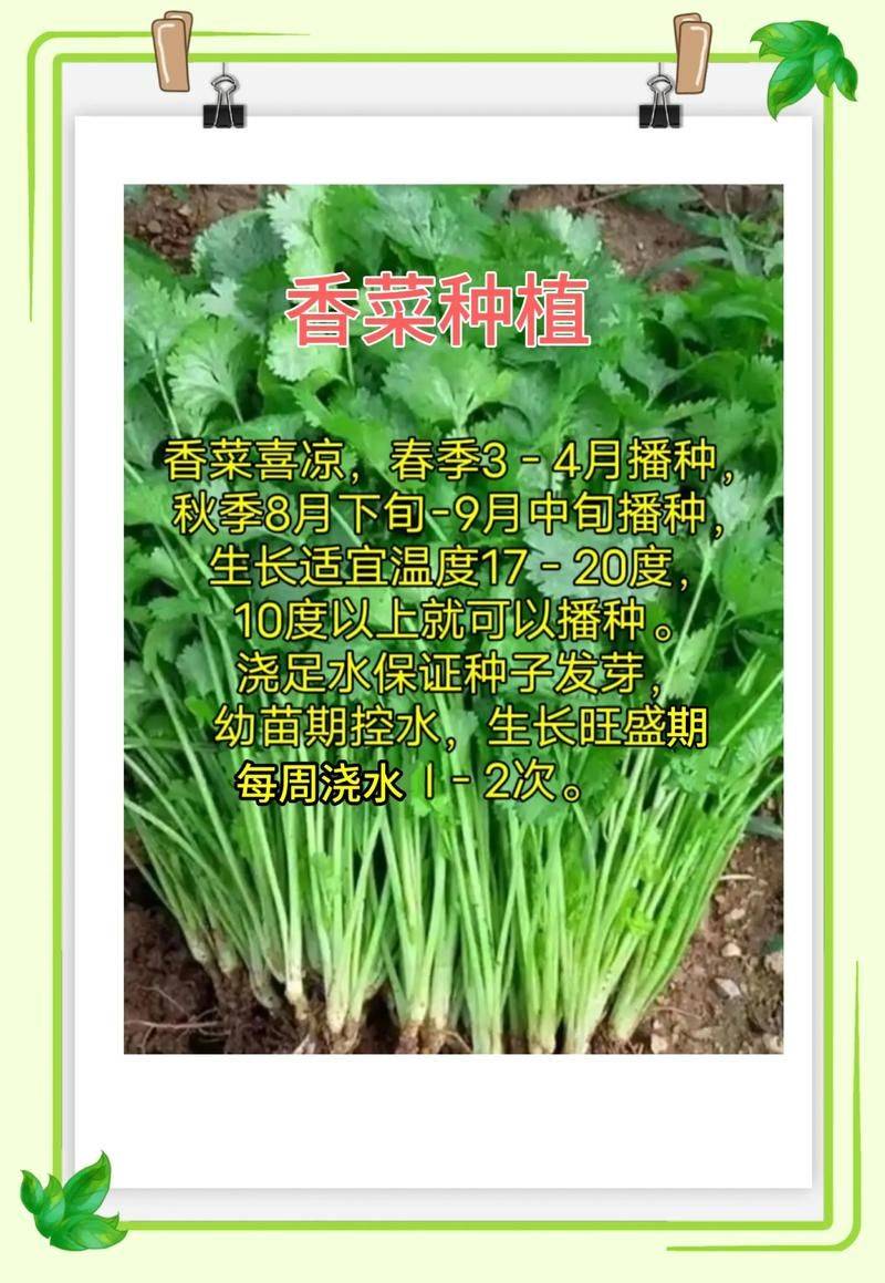 香菜种植技术和时间