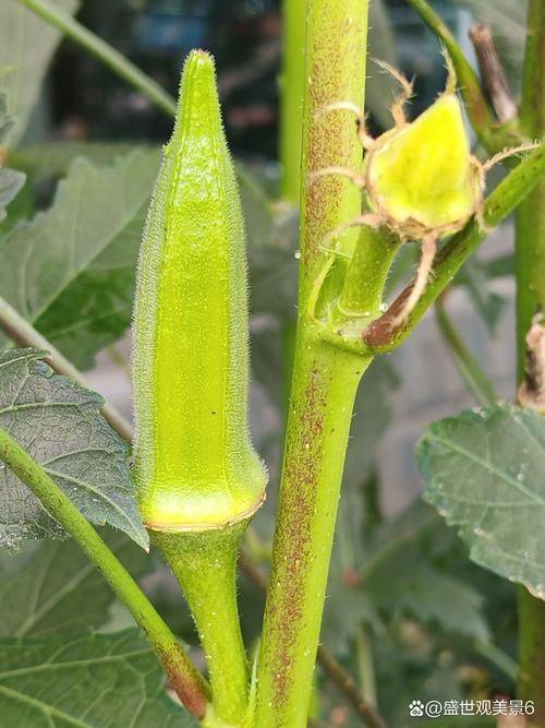 秋葵的种植方法