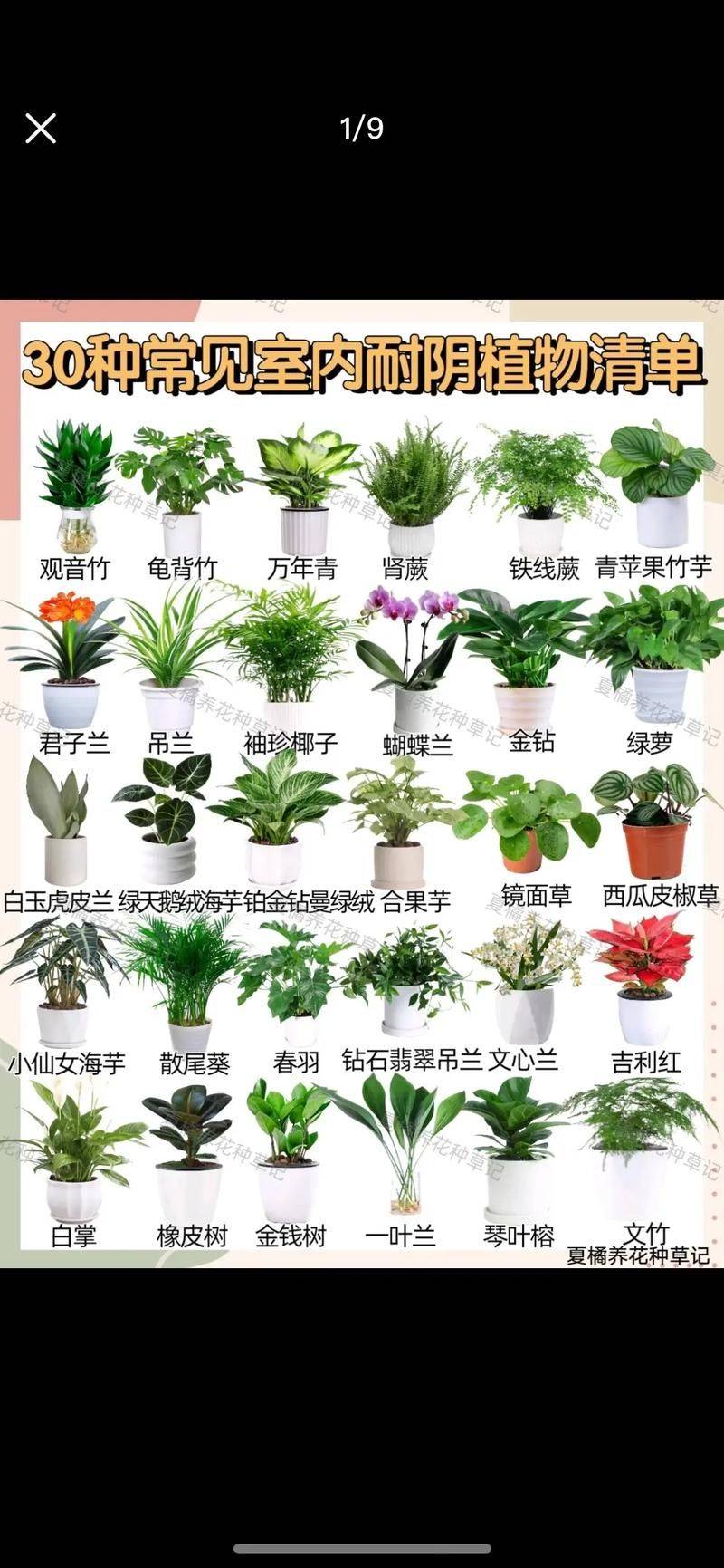 国槐种植方法