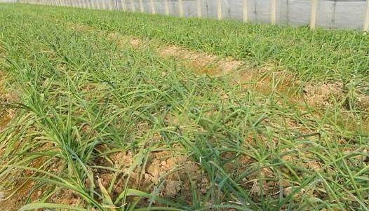 寒蒜苗种植技术