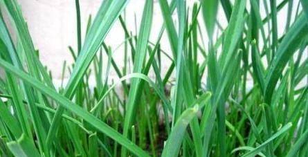 寒蒜苗种植技术