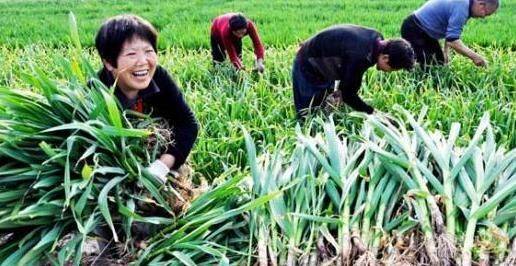 寒蒜苗种植技术