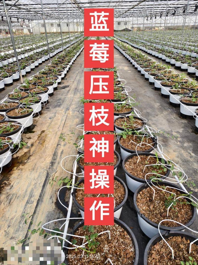 兔眼蓝莓种植技术