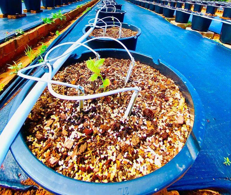 兔眼蓝莓种植技术