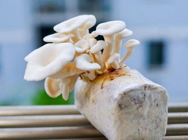 黄金菇种植方法