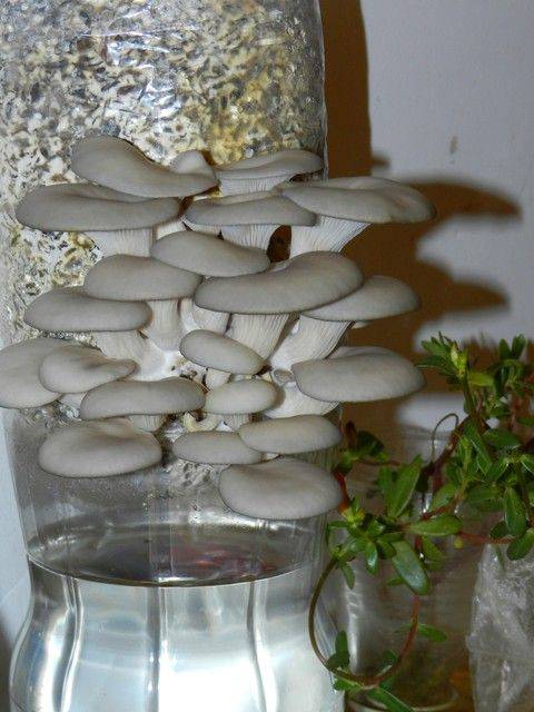 黄金菇种植方法