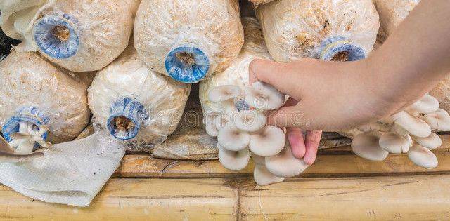 黄金菇种植方法