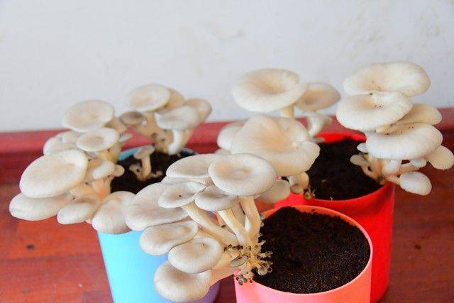 黄金菇种植方法