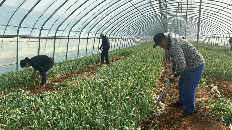 寒蒜苗种植技术