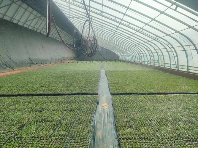 寒蒜苗种植技术