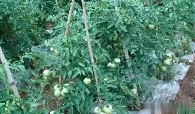 Tomato cultivation