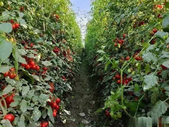 Tomato cultivation