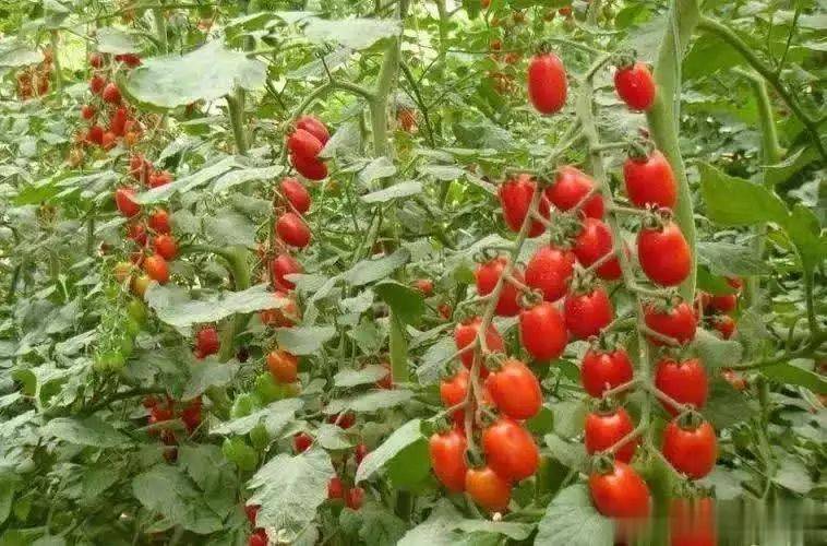 Tomato cultivation