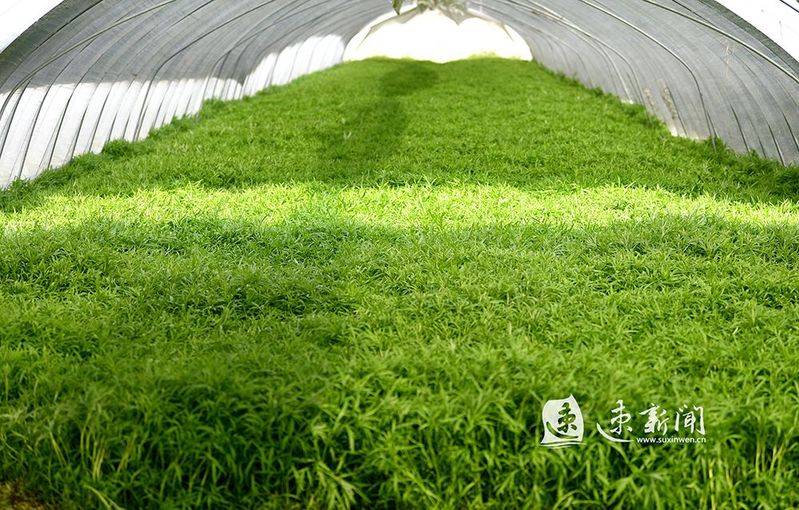 Artemisic farming methods