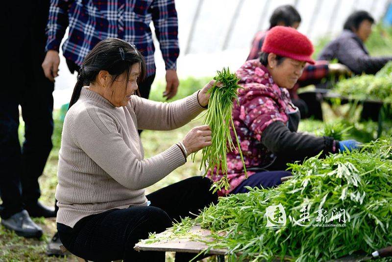 Artemisic farming methods