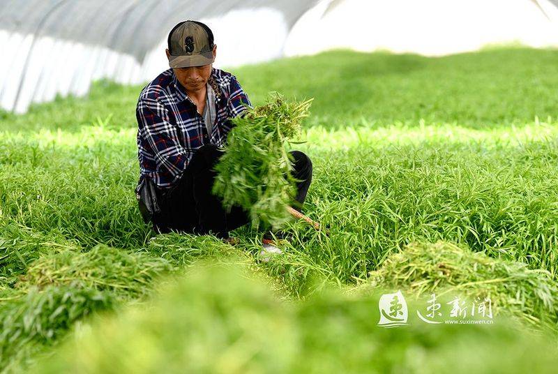 Artemisic farming methods