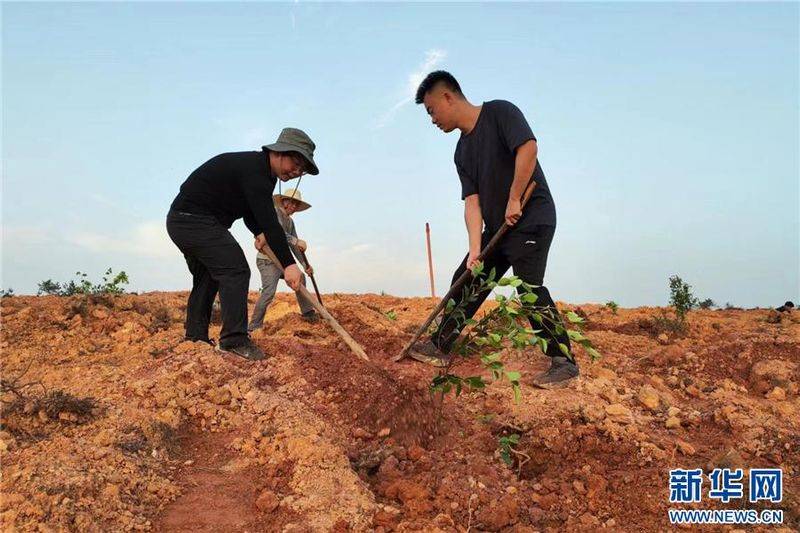 Technology for mountain tea and oil plantations