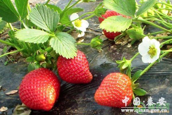 Technologies for winter strawberries growing in sheds