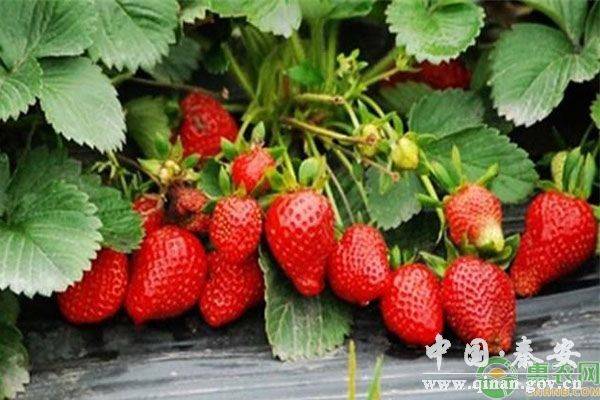 Technologies for winter strawberries growing in sheds