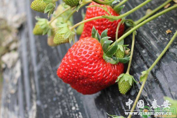 Technologies for winter strawberries growing in sheds